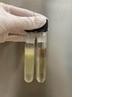 培養の培地の微生物学的評価試験
無菌試験
エンドトキシン試験
マイコプラズマ否定試験