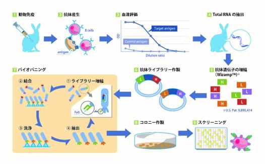 動物免疫とファージディスプレイを組み合わせて作製いたします