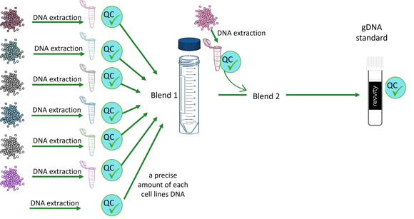Fig.2. カスタム試料の作製工程