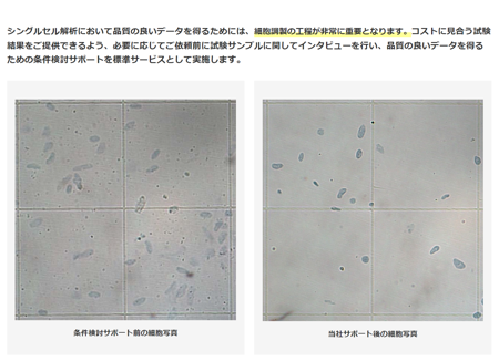 【左】条件検討サポート前の細胞写真　
【右】当社サポート後の細胞写真