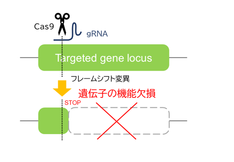 ガイドRNA（gRNA）とCas9タンパク質によって、塩基欠損や挿入（indels導入）によるフレームシフト突然変異を誘導し、標的遺伝子を破壊します。最も低コストでノックアウトマウスを作る方法です。