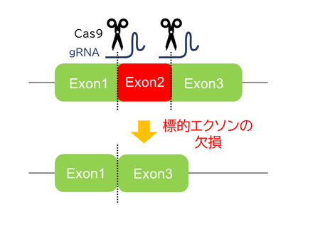 2種類のガイドRNAを同時に用いて、狙ったエクソンの上流と下流で切断し、標的遺伝子の特定のエクソンを丸ごと欠失させた遺伝子改変マウスを作製します。