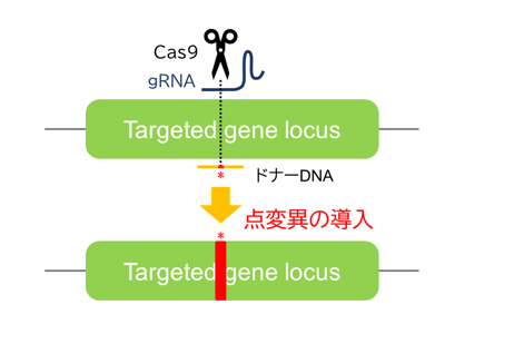 ガイドRNA、ssOligoDNA、Cas9タンパク質を用いて、標的遺伝子の特定の塩基（1～数塩基）を置換した点変異マウスを作製します。アミノ酸置換／塩基置換のどちらでも指定が可能です。