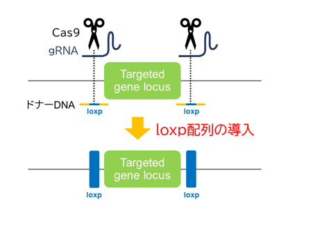 狙った領域の上流と下流にloxP配列をそれぞれ挿入したfloxマウスを作製します。Creドライバーマウスと掛け合わせることで組織特異的な遺伝子破壊（コンディショナルノックアウト）を誘導可能です。