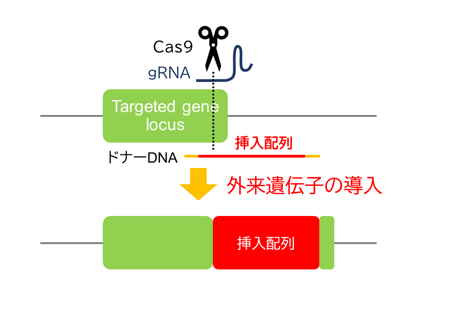 ガイドRNA、ドナーDNA、Cas9タンパク質を用いて、任意の配列（1.5kb～）を、ゲノム上の指定位置に挿入したノックインマウスを作製します。