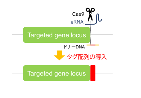 相同組換え修復（HDR）のメカニズムを用いたゲノム編集により、短いタグ配列をゲノムの指定箇所に挿入した遺伝子改変培養細胞を作製します。VIKING法と異なり、フレームを合わせてのノックインが可能です。