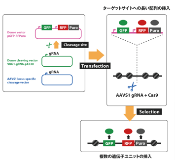 セツロテックの独自技術VIKING法を活用し、任意の配列をゲノム上の指定位置にノックインした遺伝子改変iPS細胞を作製します。
