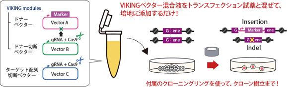 VIKING法によるゲノム編集がお手軽にできるベクターミックスをセミオーダーメイドで調整し、お届けします。