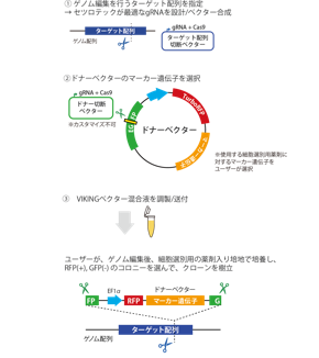 RCKT002は、ドナーベクター（ゲノム編集で挿入される配列）に、蛍光タンパク質の遺伝子が含まれています。