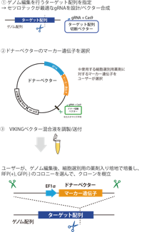RCKT003は、ドナーベクター（ゲノム編集で挿入される配列）に、蛍光タンパク質の遺伝子が含まれていません。