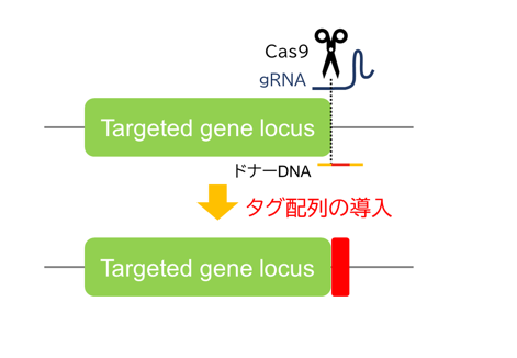 相同組換え修復（HDR）のメカニズムを用いたゲノム編集により、短いタグ配列をゲノムの指定箇所に挿入したiPS細胞を作製します。