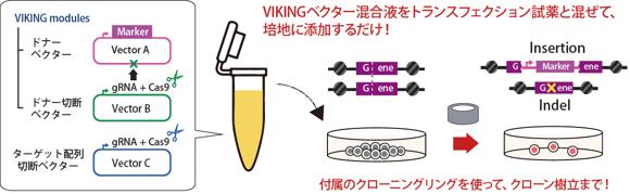 セミオーダーメイドのゲノム編集ベクターミックス
・注文時に指定したターゲット配列に応じて、セツロテックがセミオーダーメイドで調製
・初めての培養細胞ゲノム編集のサポートに最適
・目的点変異遺伝子の発現細胞を作製するためのベクターキットを安価で提供いたします