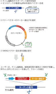 蛍光タンパク質(GFP、RFP)遺伝子の有無について、タイプを選択できます。