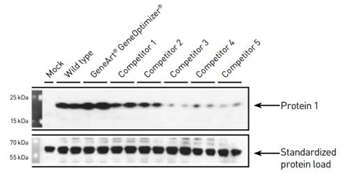 最高 100 倍の発現向上
GeneOptimizer プロセスは、 mRNA 安定化と翻訳効率の最大化を組み合わせることで、タンパク質収量が大きく向上することが示されています（図を参照）。その効果は大規模な遺伝子発現比較試験において証明されています。