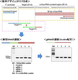 配列デザイン/オリゴ合成