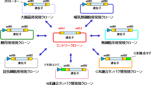 Gateway Technology
Gatewayクローニングシステム：部位特異的組換え反応を in vitro で行うことを可能にすることで、組換え配列（att配列）を組み込んだベクター間での挿入遺伝子断片の移し変えを簡便、迅速（組換え酵素：クロネースによる25℃、1時間の反応）に行えるようにしたシステム。基本となるエントリークローンから、目的に合わせた多種類の発現クローンを作製できる。