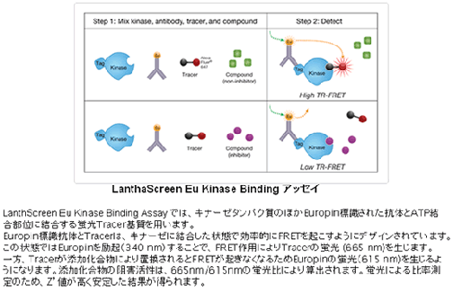 活性が弱いあるいは基質が同定されていないキナーゼにも有効なInvitrogen™ LanthaScreen™ Eu Kinase Bindingテクノロジー