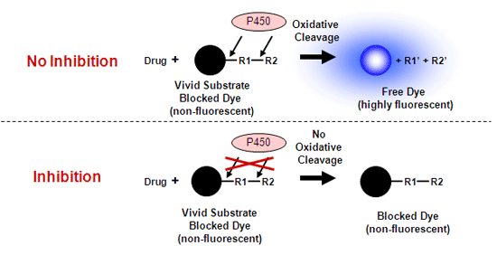 P450 Vivid Assay Technologyは、高感度、高S/N比でのアッセイを可能にします。