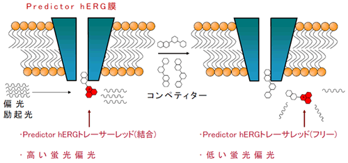 Predictor hERG蛍光偏光アッセイの原理
Predictor hERGトレーサーレッドがチャネルに結合すると高い蛍光偏光を示します。コンペティターにより置き換えられると、Predictor hERGトレーサーレッドはフリーになるため偏光値が低くなります。
（励起：530 nm　蛍光：580 nm）