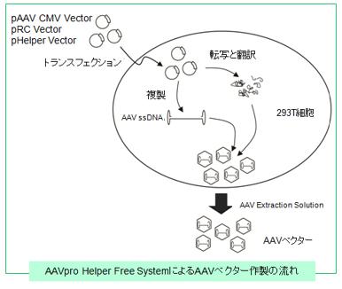 AVVベクター作製の流れ