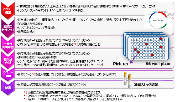 DNAトランスフェクション法による遺伝子安定発現細胞株 (stable clone) の作製