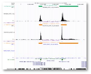  タカラバイオ クロマチン免疫沈降サンプルの解析（ChIP-Seq）