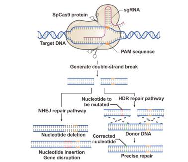 CRISPRによる DNA修復のメカニズム