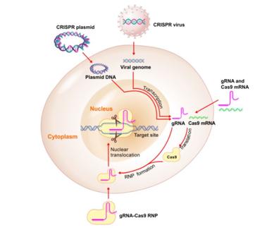 CRISPRシステムのコンポーネントを細胞にデリバリーする代表的な4方法