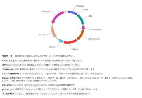 ベクタービルダーの発現ベクター基本コンポーネント