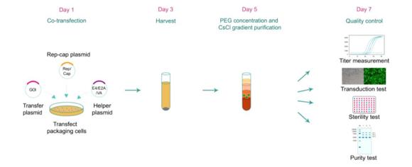 AAV作成と品質管理（トリプルトランスフェクションによるAAVパッケージングのワークフロー）