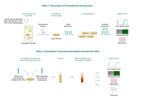 AAV作成と品質管理（バキュロウイルス型作製によるAAVパッケージングのワークフロー）
