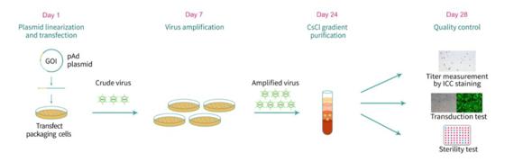 アデノウイルス作製と品質検査(ヒトAd5アデノウイルスワークフロー）