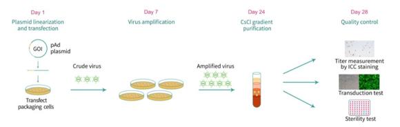 アデノウイルス作製と品質検査(キメラ Ad5/F35アデノウイルスの一般的なワークフロー）