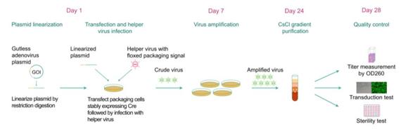アデノウイルス作製と品質検査(ガットレスアデノウイルスパッケージングの一般的なワークフロー)