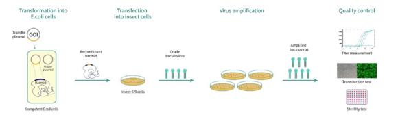 バキュロウイルス作製と品質検査のワークフロー