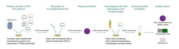 VSVウイルス作製と品質検査のワークフロー