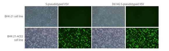 VSVウイルス検証実験 2(SARS-CoV-2 Sタンパク質(WT)シュードタイプVSV、 SARS-CoV-2 Sタンパク質(D614Gバリアント)シュードタイプVSVは、ヒトACE2受容体を過剰発現するBHK-21細胞に特異的に感染した。イメージは形質導入後24時間で撮影。倍率: 100x)