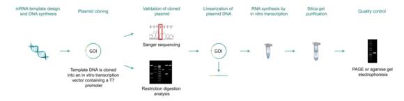 mRNA製造過程と品質検査（ in vitro 転写によるmRNA合成の標準的な ワークフロー）