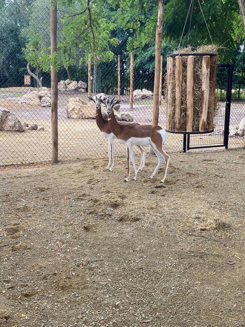 mhorrgazelleszooparc2.jpg