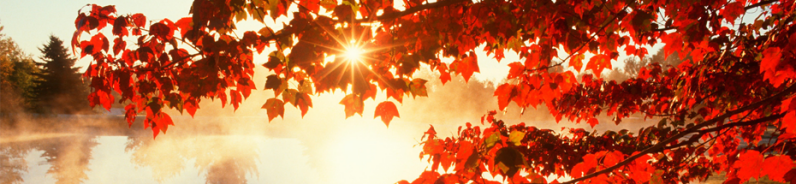 banner-herfst-930x215-3.png