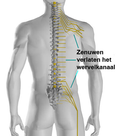 tempo Fervent Poort HOOFDPIJN vanuit de nek?! / hoofd/nek/schouder/arm / *Klachten overzicht |  Ikhebpijn.nl