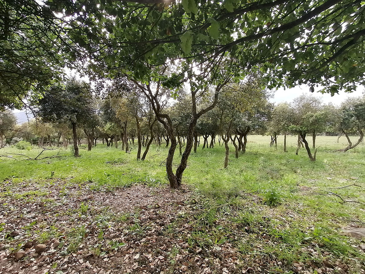 Alquila por horas Finca en el Parque Natural de los Alcornocales