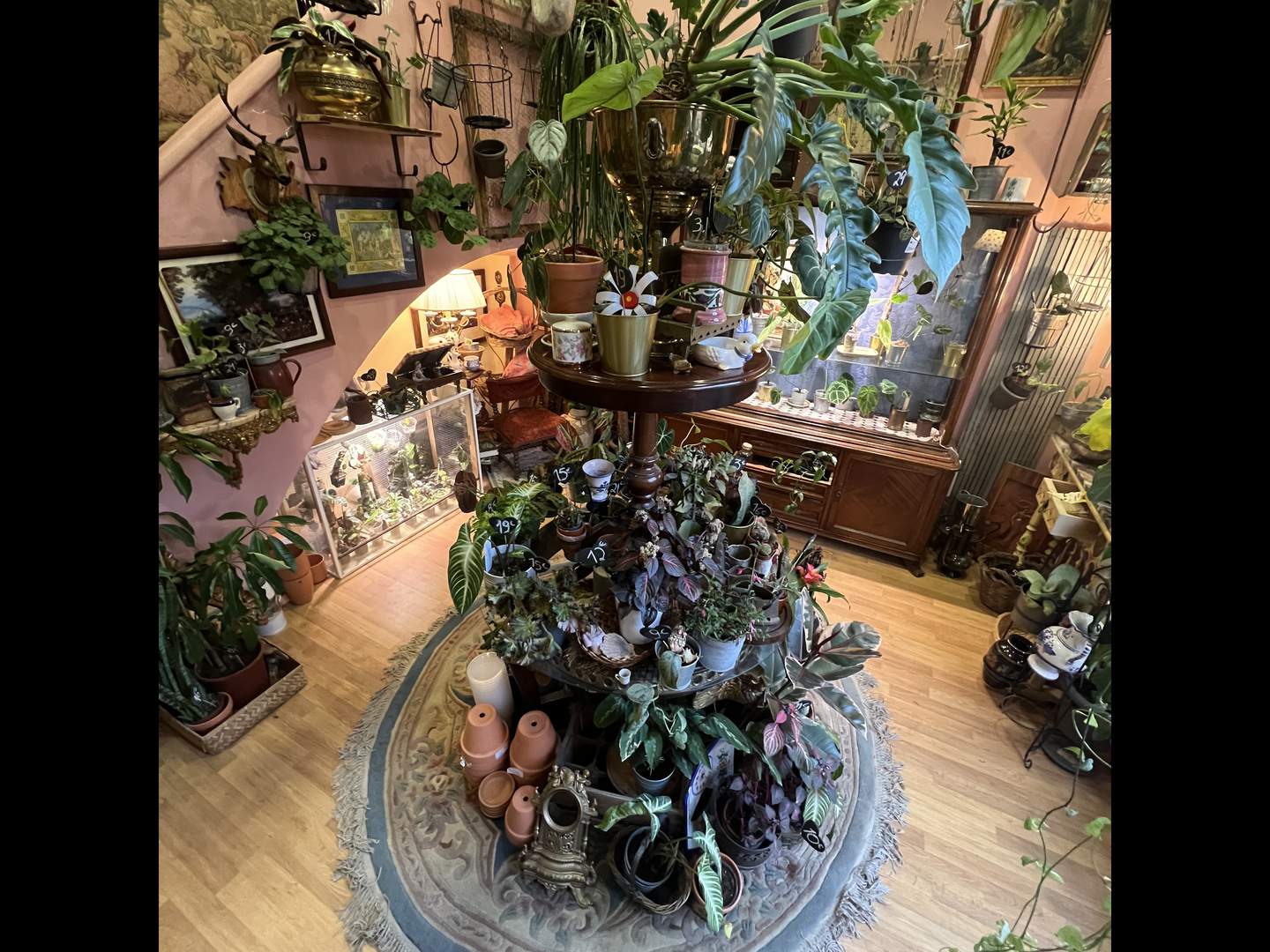 Alquila por horas Tienda de plantas exóticas con decoración muy especial 