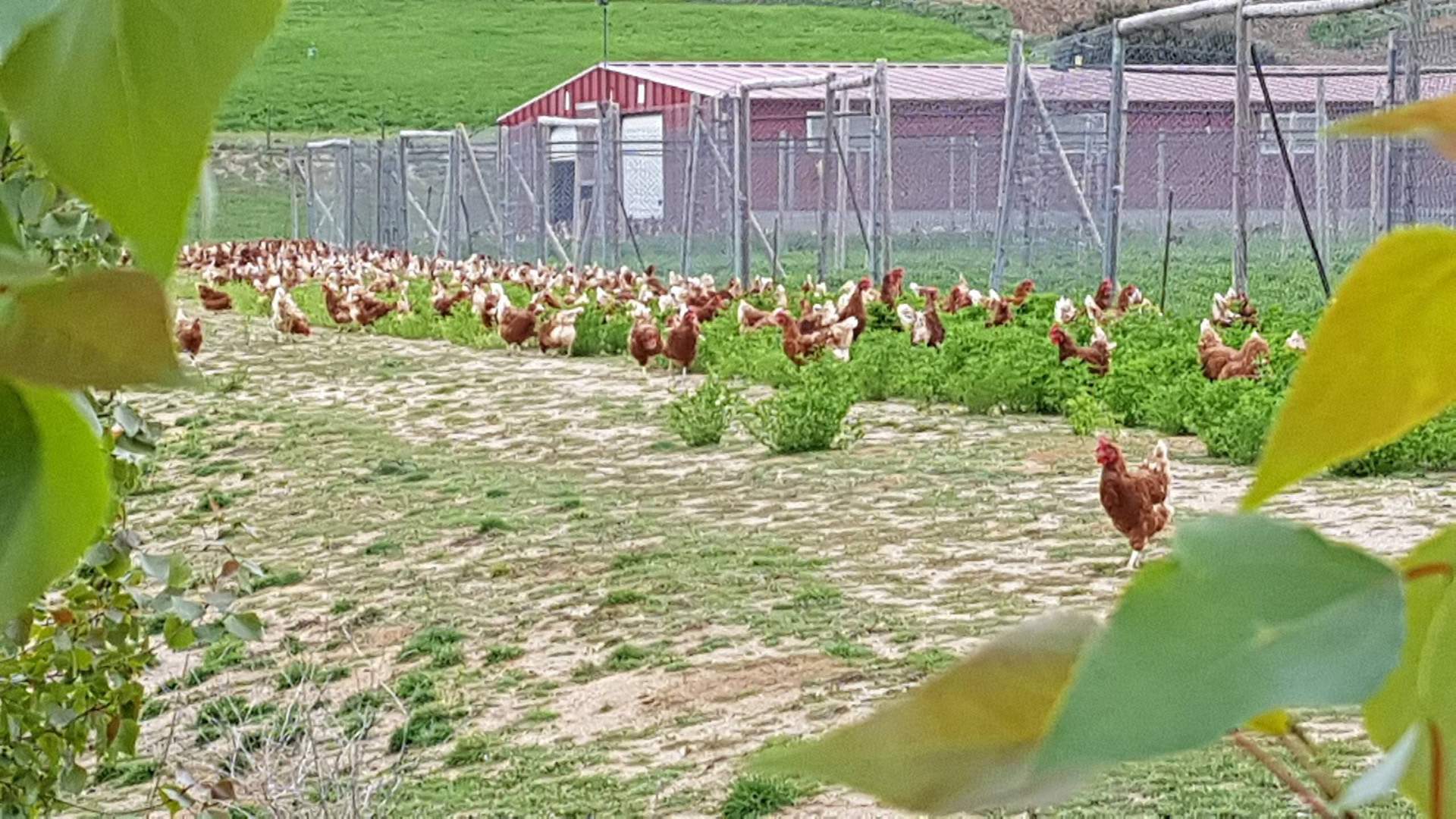 Alquila por horas Finca rústica de espacios abiertos 