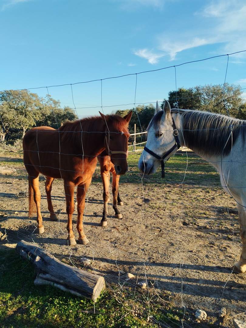 Alquila por horas Casa de madera con fantásticas vistas y caballos