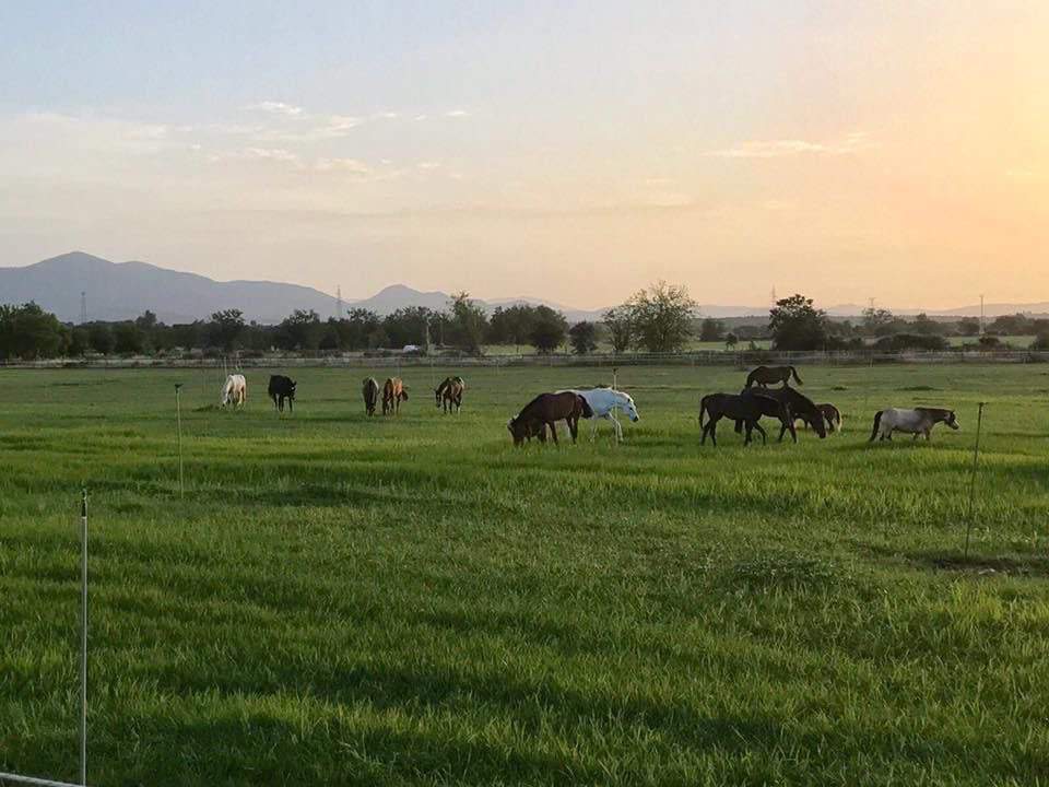 Alquila por horas Finca con Hípica y Cuadras