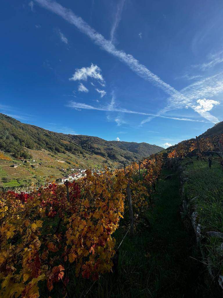 Alquila por horas Viñedo en la Ribeira Sacra 