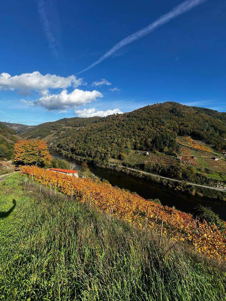 Alquila por horas Viñedo en la Ribeira Sacra 