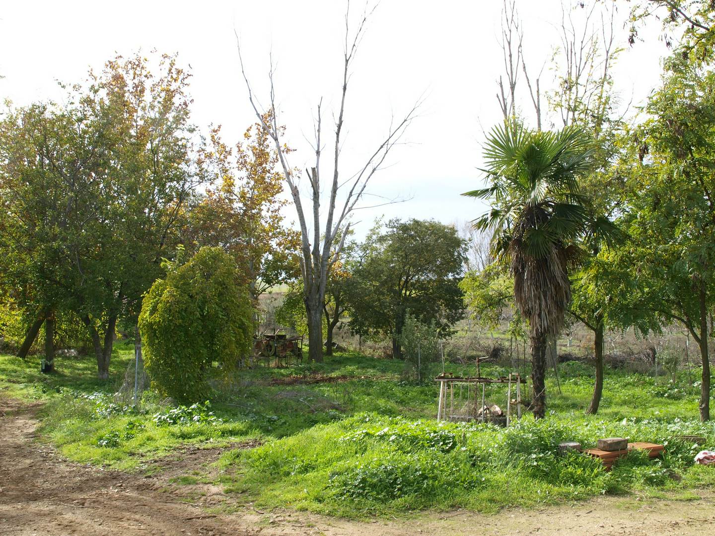 Alquila por horas Finca rústica rodeada de cultivo de pistachos y cereal