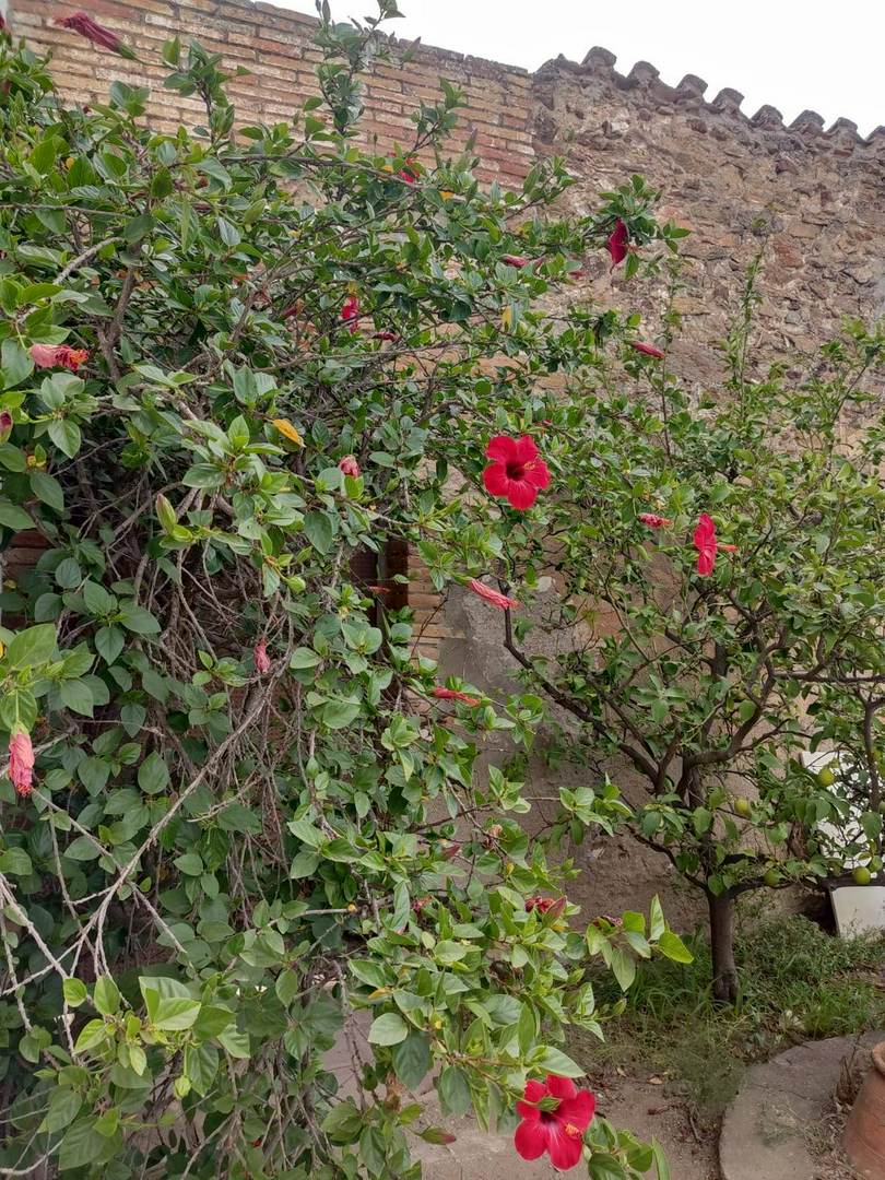 Alquila por horas Masía del año 1770 en el Parque Natural de Collserola